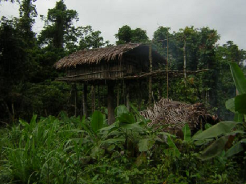 Choang vang bo toc song tren cay tach biet hoan toan voi the gioi-Hinh-4