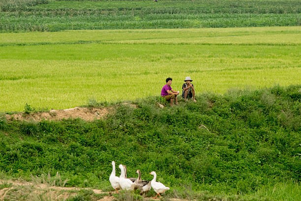 He lo cuoc song o nong thon Trieu Tien nhieu nam truoc-Hinh-5