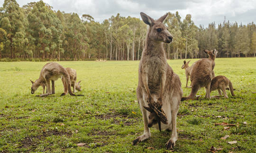 Bat giu nghi pham giet 98 con kangaroo