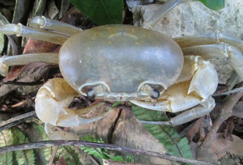 Giai bi an ''cua trinh nu'' bao oan o Hoa Binh