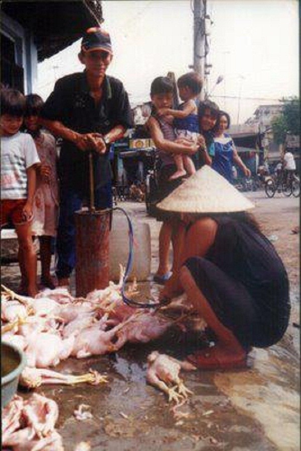 Phat hai quai chieu tang trong luong ga, bo, lon