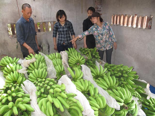 Hoa mat truoc nhung “canh dong vang” tien ty o VN