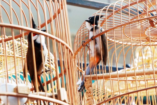 Tổng quan cách nhìn nhận và kinh nghiệm chọn chim chào mào | Diễn Đàn Chim  Cảnh Việt Nam