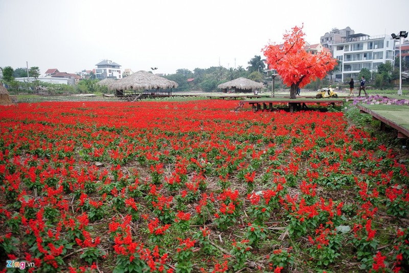 Thung lung hoa ho Tay hoi sinh sau khi bi giam nat-Hinh-6