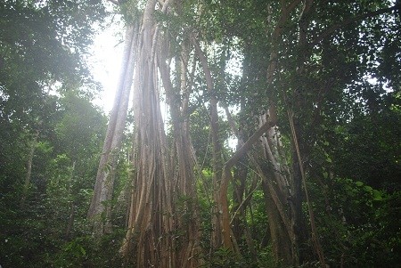 Huyen thoai cay da tinh o vung dat 