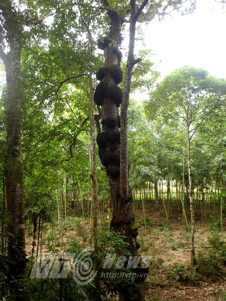 Lanh nguoi rung cay quanh den khong ai dam vao o Ha Giang-Hinh-2