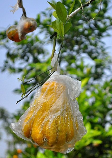 Vuon cay 10 qua choi Tet “sieu la” cua lao nong Ha thanh-Hinh-8