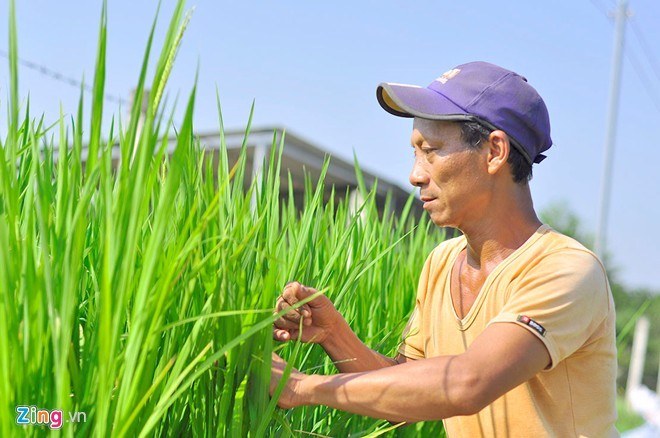 Nong dan bien lua, bap thanh cay canh choi Tet