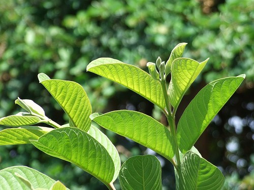 Tri hoi mieng dut diem sau mot dem nho “cay nha la vuon“-Hinh-2