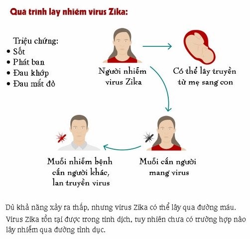 7 dieu can biet ve virus “an nao” Zika dang lan toan cau-Hinh-2