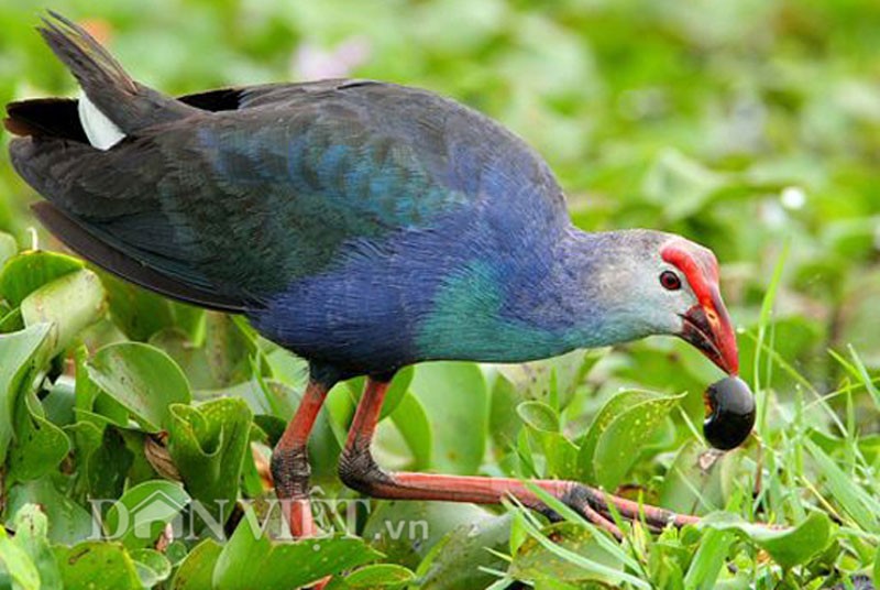 La lung loai chim biet giu nha nhu cho-Hinh-2