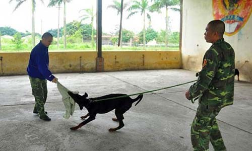 Ruoc hoa diet than, hai nguoi vi lo yeu cho Tay