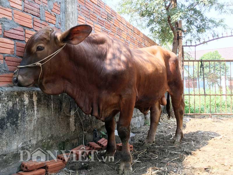 “Tron mat” be 9 thang tuoi nang gan gap doi bo truong thanh-Hinh-2