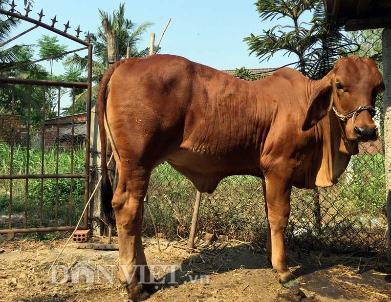 “Tron mat” be 9 thang tuoi nang gan gap doi bo truong thanh-Hinh-3