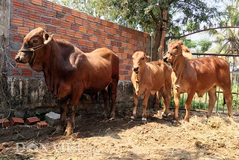 “Tron mat” be 9 thang tuoi nang gan gap doi bo truong thanh-Hinh-4