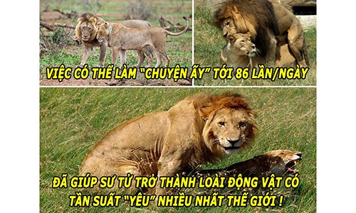 Choang voi tan suat lam “chuyen ay” cua loai su tu