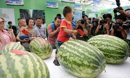 Choang vang nhung qua dua hau khong lo, toi 80kg