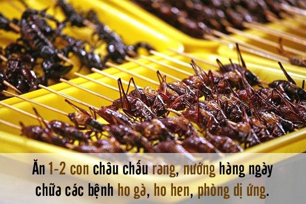 Bai thuoc chua benh cuc hay tu nhung con trung quanh ta-Hinh-4