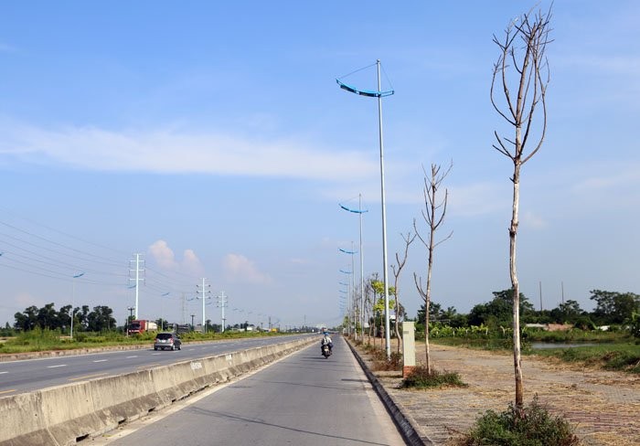 Ha Noi Cay xanh hoa cui kho tren duong nghin ty-Hinh-2