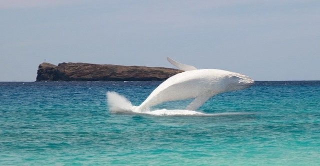 Ca voi trang cuc hiem xuat hien o bien Australia-Hinh-3