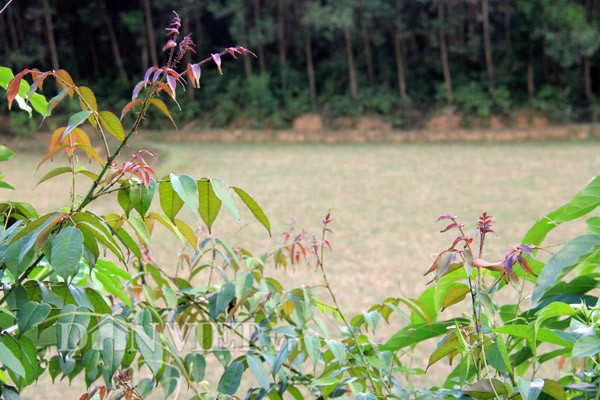 5 dac san o vung cao Quang Ngai khong phai ai cung biet-Hinh-3