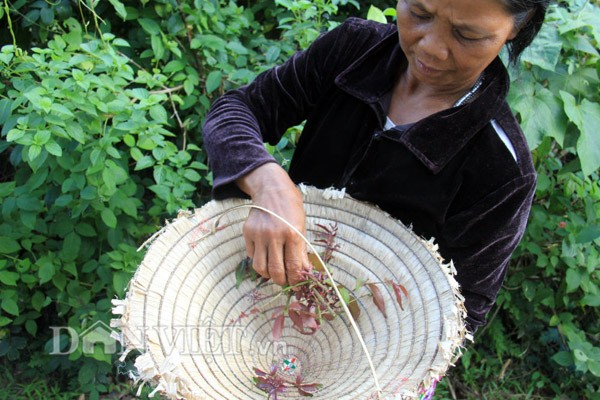 5 dac san o vung cao Quang Ngai khong phai ai cung biet-Hinh-4