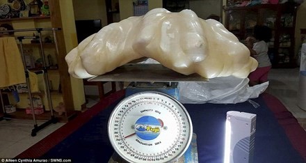 Lao ngu bat ngo tim duoc vien ngoc trai 34kg