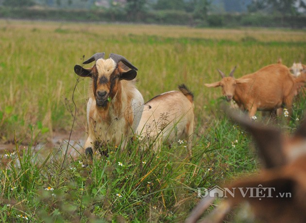 Vua de nui Ninh Binh ke chuyen 