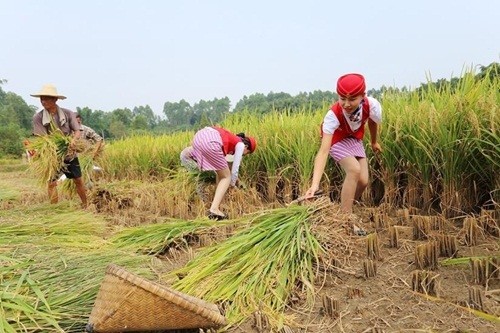 Tiep vien hang khong di giay cao got gat lua gay bao-Hinh-5