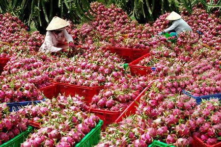 6 loai hoa qua Viet Nam khong bao gio phai nhap khau-Hinh-3