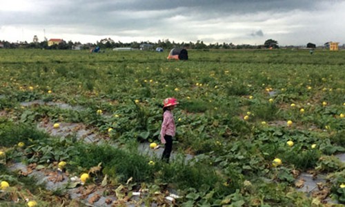 Tan mat dua Kim Co Hoang Hau ngon dau bang tai VN