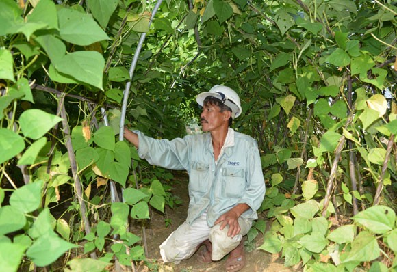 Dan Da Nang hai ra tien nho trong rau sach-Hinh-2