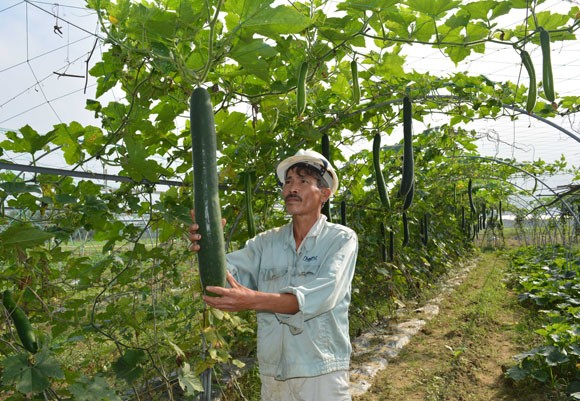 Dan Da Nang hai ra tien nho trong rau sach