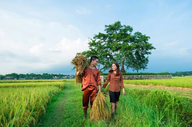 Anh cuoi tuyet dep giua dong lua chin cua cap doi xu Nghe