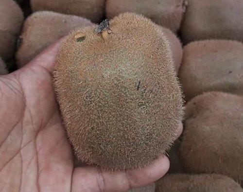 Ho nang vi kiwi Trung Quoc 25 ngan ban 170 ngan/kg
