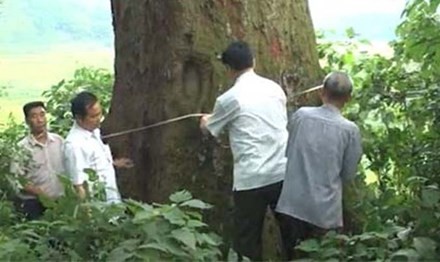 Cay Lim 1.000 tuoi o Bac Giang tro thanh cay di san