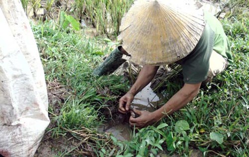 Doc dao kieu san chuot dong cua nguoi dan xu Nghe-Hinh-3