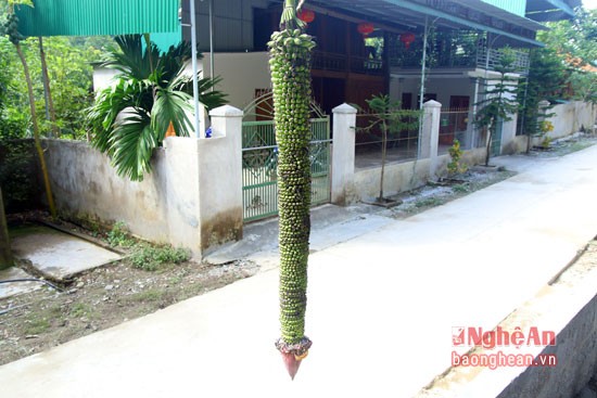 Cay chuoi doc la hon tram nai van tro hoa, ra qua-Hinh-2