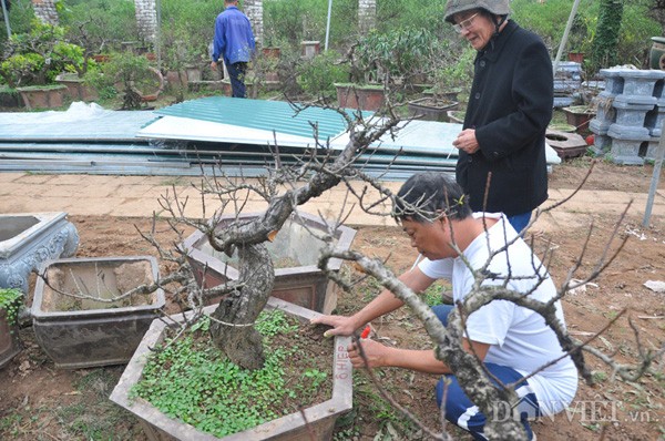 Dao tien vua gia nghin do chua ra hoa da hut khach-Hinh-5