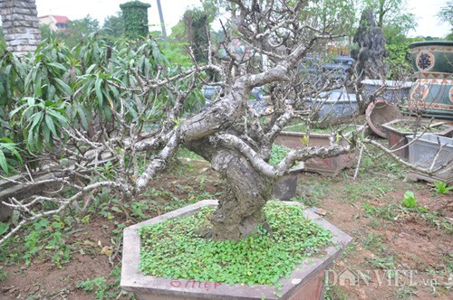 Dao tien vua gia nghin do chua ra hoa da hut khach-Hinh-6