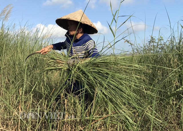 Cay boi, vi than giu phu gia cho nong dan-Hinh-5