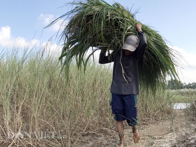 Cay boi, vi than giu phu gia cho nong dan-Hinh-6