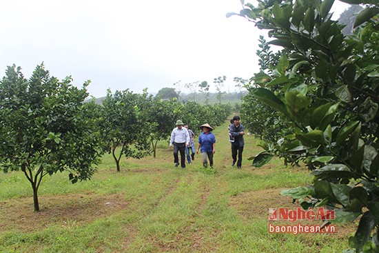 Cam Bai Phu tai xuat o Nghe An