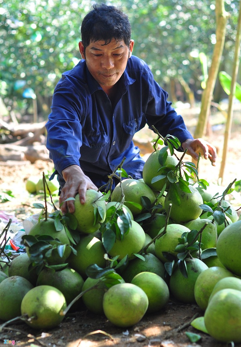 Nong dan lai tren 1 ty moi nam tu vuon buoi dac san-Hinh-10