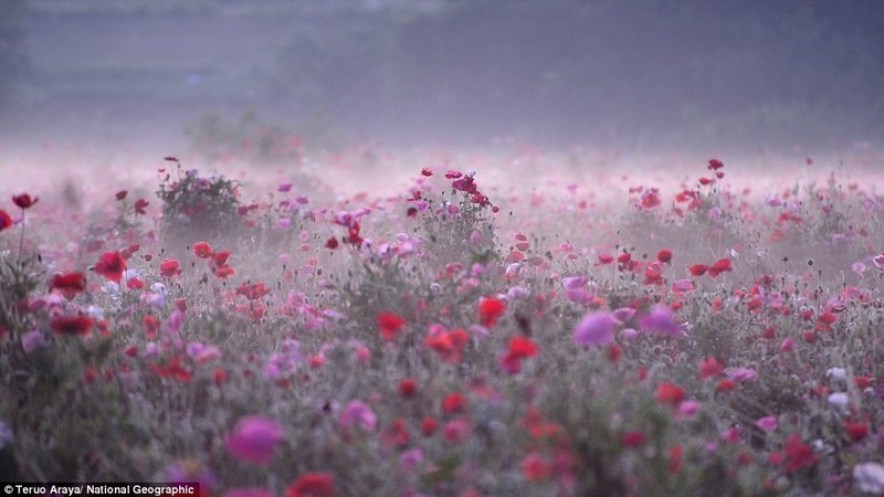 Nhung khung canh dieu ky trong bo anh cua National Geographic-Hinh-8