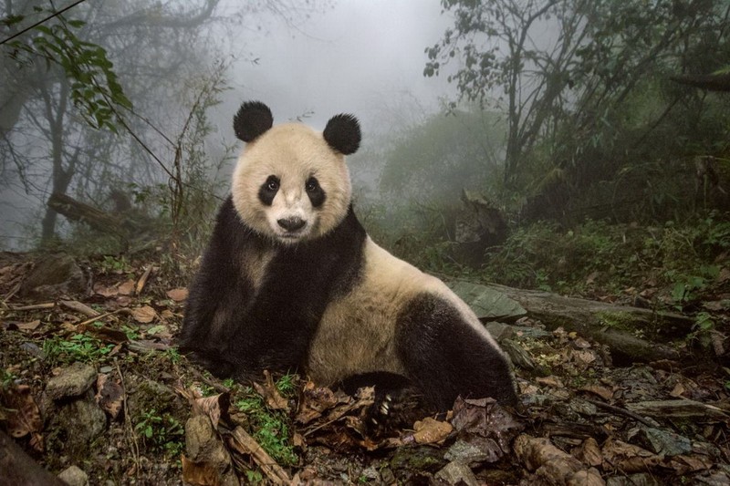 Anh thien nhien an tuong nhat nam 2016 cua National Geographic-Hinh-2