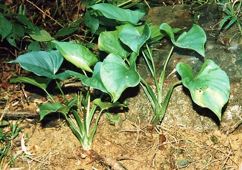 Nhung loai cay co cong dung hut khi doc nen trong trong nha-Hinh-6