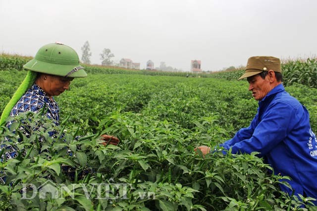 Thanh Hoa Ot tuoi gia 1.000 dong 2 qua dat ky luc-Hinh-5