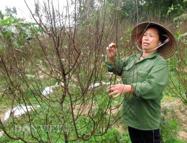 Ha Tinh lang dao 20 nam tuoi heo hat ngay can Tet-Hinh-2