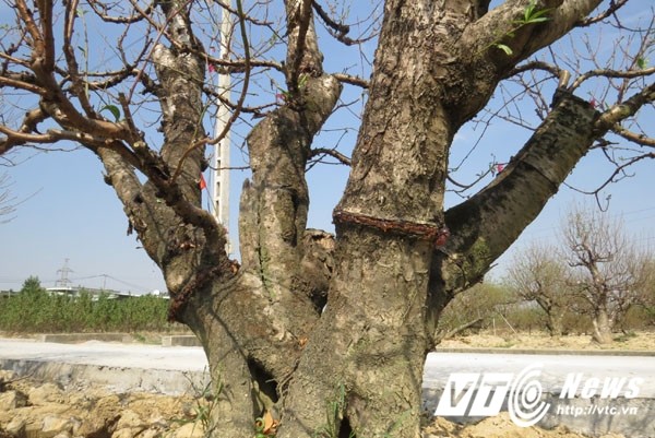 Ngam nhung goc dao Tet co thu gia khung o Hai Phong-Hinh-8